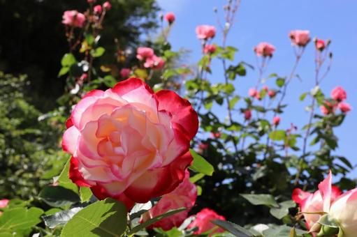 バラ園にて綺麗な薔薇を撮りました バラ園にて綺麗な薔薇を撮りましたの写真
