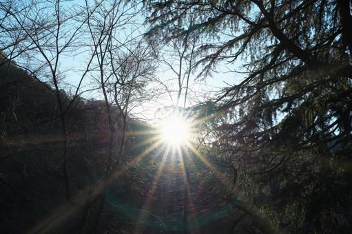 Sunlight shining through the gaps in the trees, JPG Sunlight shining through the gaps in the trees, JPG