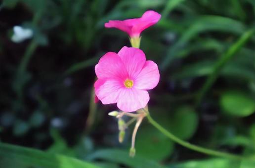 数百種類の仲間がいるの写真