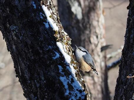 野鳥・ゴジュウカラ（霧ヶ峰） ゴジュウカラ,野鳥,鳥の写真素材
