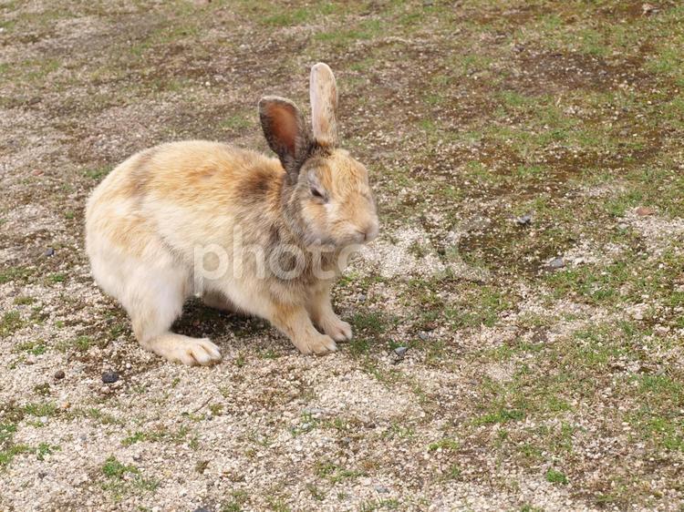 【広島】大久野島　うさぎ島のうさぎ7 うさぎ,ウサギ,うさぎ島の写真素材