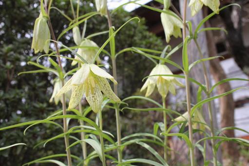 バイモ・貝母　咲く風景 バイモ,フラワー,網目模様の写真素材