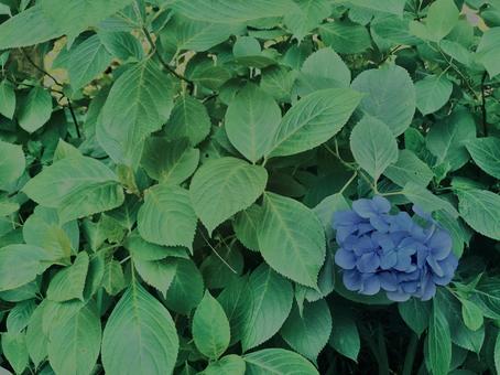 紫陽花, 紫陽花, 紫陽花,鎌倉,アジサイの写真素材