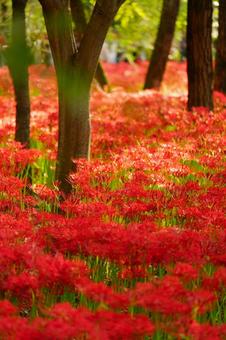 赤の絨毯 赤の絨毯 曼珠沙華,赤,壁紙の写真素材