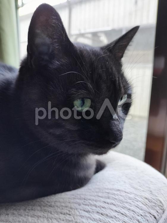 日向ぼっこしている黒猫 黒猫,日向ぼっこ,ネコの写真素材