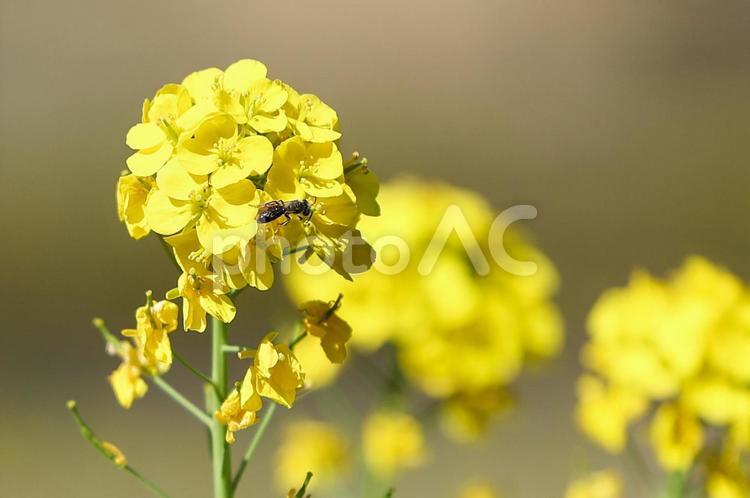 菜の花にとまる蜂　アブラナのアップ 菜の花,アブラナ科,アブラナ属の写真素材
