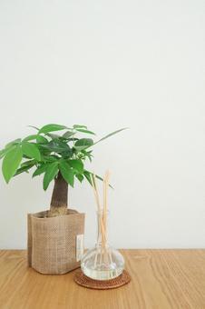 パキラとアロマディフューザー パキラとアロマディフューザー 観葉植物,パキラ,アロマディフューザーの写真素材