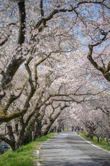 桜並木の写真