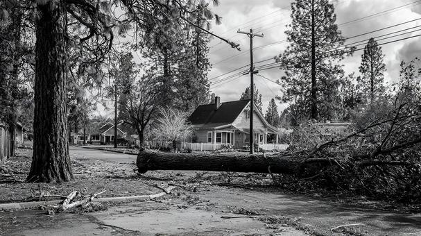 嵐の後の倒木と被害 嵐の後の倒木と被害の写真