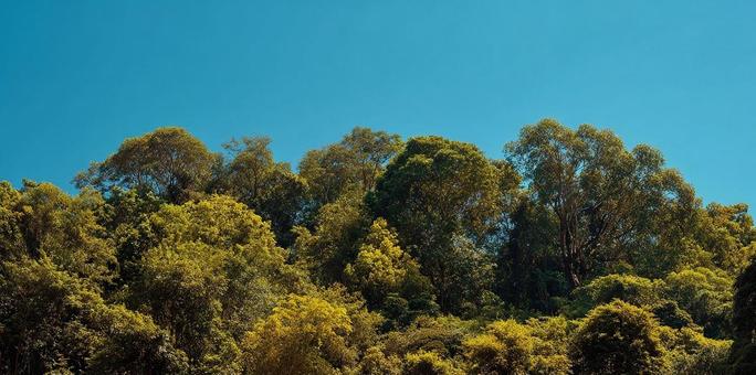 癒やしの風景、アジアの森林の写真