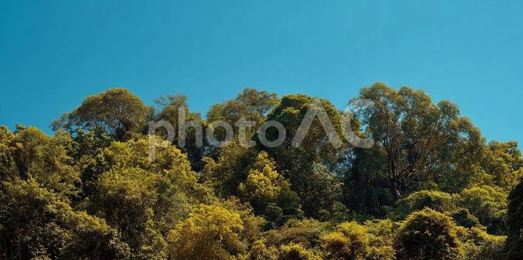 癒やしの風景、アジアの森林 森,山,森林の写真素材