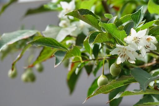 狂い咲きしたエゴノキの花と実 エゴノキ,狂い咲き,返り咲きの写真素材