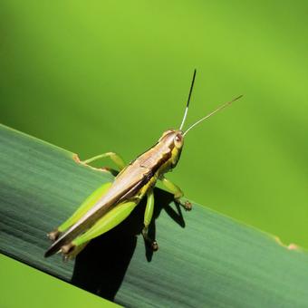 Small grasshopper, JPG
