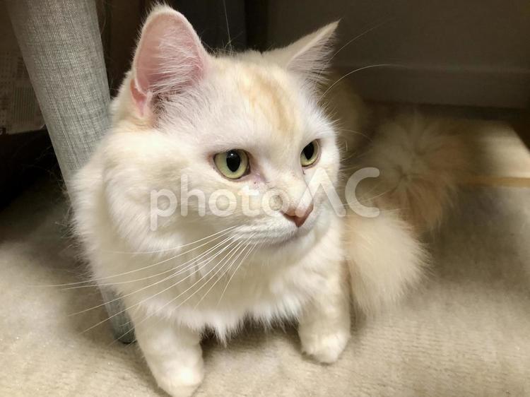 椅子の下の白い猫 ねこ,動物,ペットの写真素材