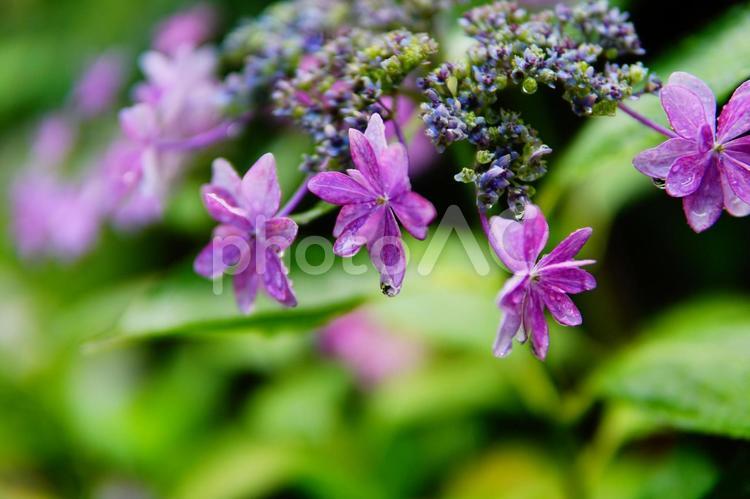 雨上がりのあじさい 自然,紫陽花,あじさいの写真素材