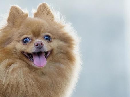 ふわふわワンコの顔(ポメラニアン) ふわふわワンコの顔(ポメラニアン) 犬,ポメラニアン,ポメの写真素材