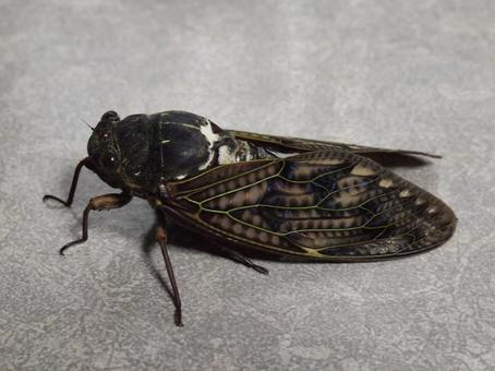 アブラゼミ（油蝉）の写真