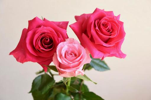 ピンクのばら ピンクのばら 薔薇,バラ,ピンクの写真素材