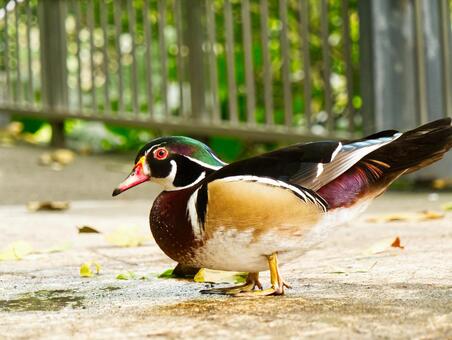 鮮やかな色模様が美しいオシドリの横姿 台北市立動物園,鳥,野鳥の写真素材