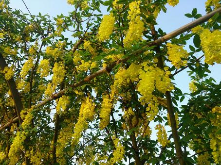 藤の花 藤の花の写真