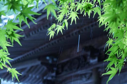 雨の神社と青もみじ 雨の神社と青もみじ 雨,青もみじ,神社の写真素材