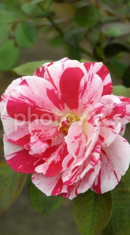 18101道の駅妻沼秋バラ バラ,薔薇,花の写真素材