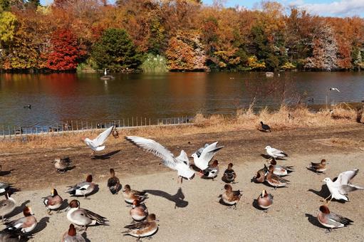 鶴見緑地22(大池) 鶴見緑地22(大池) 動物,鳥,緑地の写真素材