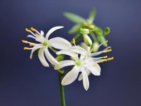 オリズルランの花の写真