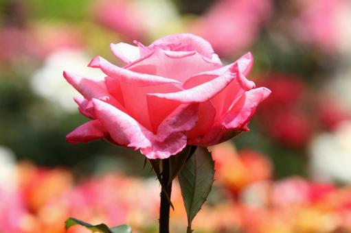 バラ・薔薇 マクロ バラ・薔薇 マクロ バラ・薔薇,壁紙,ロマンチックの写真素材