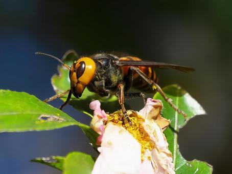 オオスズメバチとサザンカ オオスズメバチとサザンカ オオスズメバチ,山茶花,蜂の写真素材