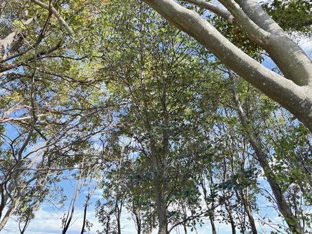 森林セラピー 空,青空,晴れの写真素材