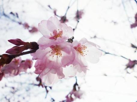 春の桜2 春の桜2の写真