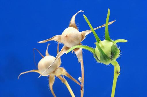 アサガオの種 朝顔,あさがお,夏期の写真素材
