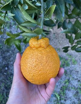 不知火 不知火の写真