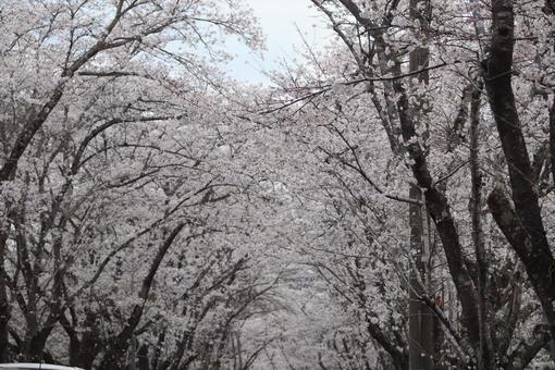桜並木 桜並木の写真