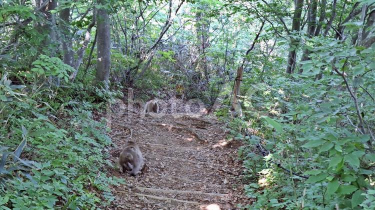 野生の猿と登山道 猿,サル,さるの写真素材