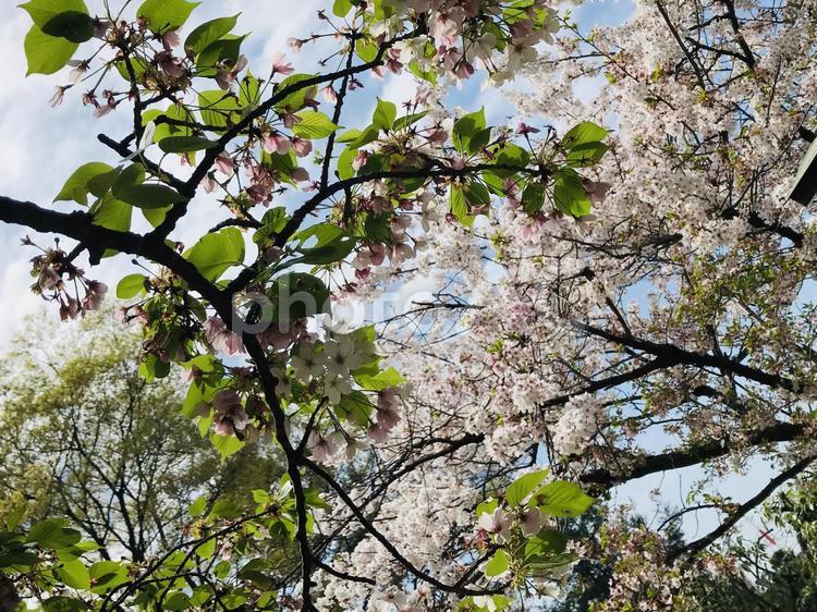 桜と緑 葉桜,桜,桜吹雪の写真素材