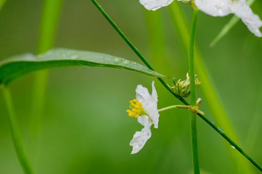 オモダカ⑴ オモダカ⑴ 花,オモダカ,植物の写真素材