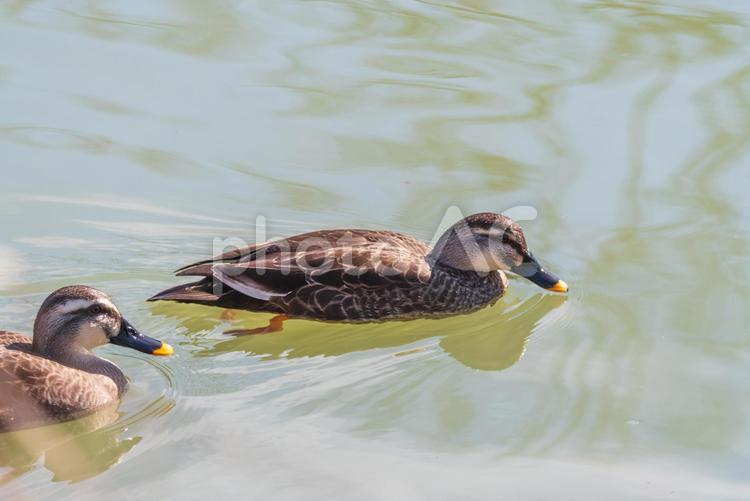 穏やかに泳ぐカルガモのペア カルガモ,カモ,水鳥の写真素材