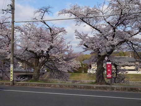 桜と道路とバス停の写真