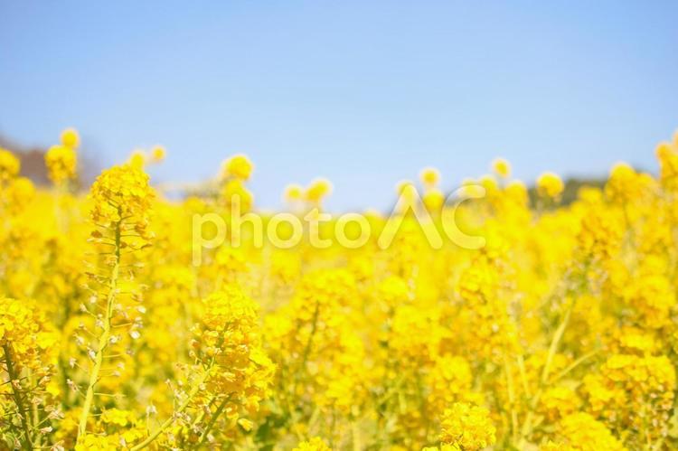 [愛知県]日進市の愛知牧場の菜の花 菜の花,青空,花畑の写真素材