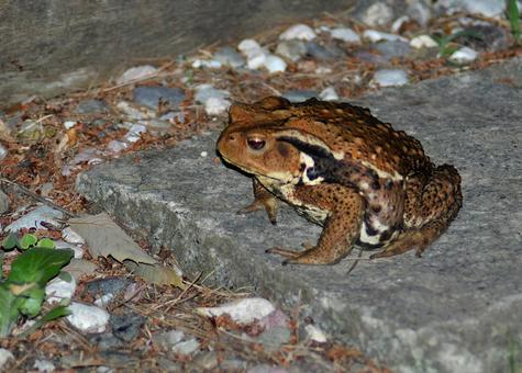 石の上にヒキガエル 石の上にヒキガエル 夏,アズマヒキガエル,両生類の写真素材
