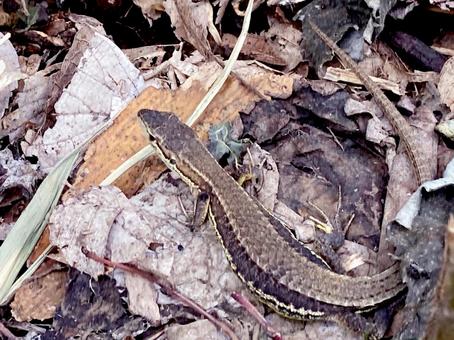 カナヘビ カナヘビ カナヘビ,トカゲ,ニホンカナヘビの写真素材