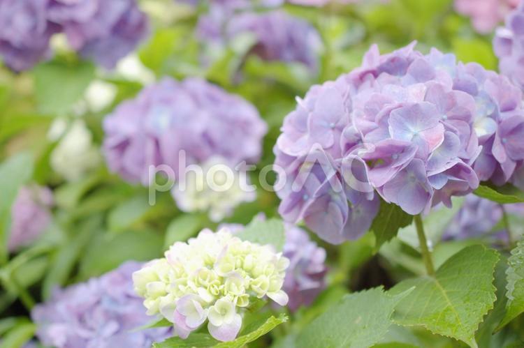 梅雨の晴れ間に咲く瑞々しい紫陽花 アジサイ,あじさい,紫陽花の写真素材