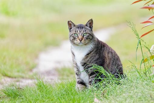 野原でこちらを見るキジトラ柄のノラネコ 野原でこちらを見るキジトラ柄のノラネコ ノラネコ,野良猫,のら猫の写真素材