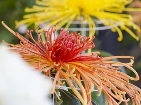 菊 菊 菊,菊の花,キクの写真素材