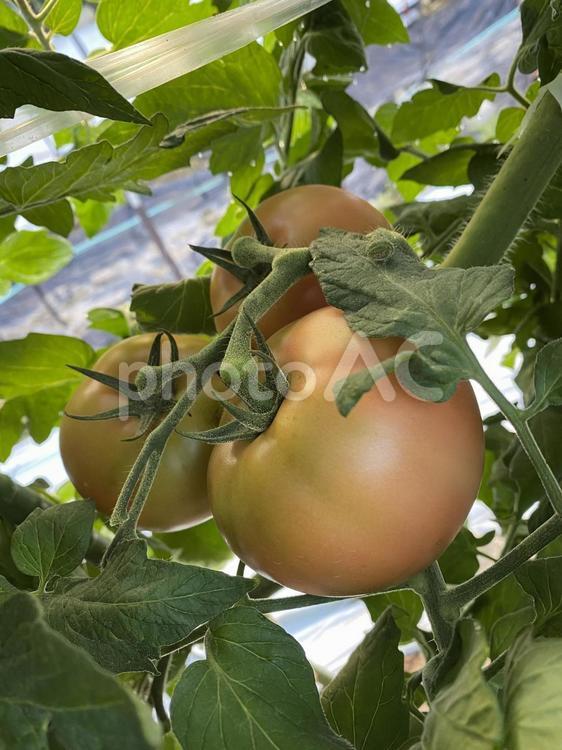 3つのトマト、もうすぐ収穫 食べ物,農業,野菜の写真素材
