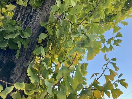 イチョウ イチョウ,銀杏,秋の写真素材