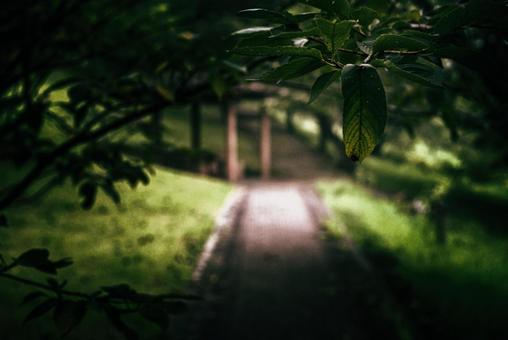 ＜五島の風景＞早朝の鬼岳樹木園の桜並木 並木道,遊歩道,朝の写真素材