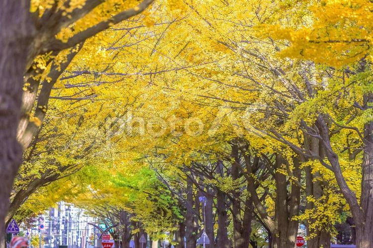 北海道大学のイチョウ並木 北海道大学,敷地,イチョウ並木の写真素材